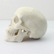 Mini testa umana medica