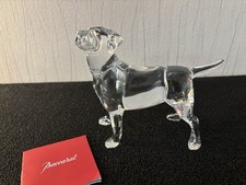 Cane Labrador Chiaro In