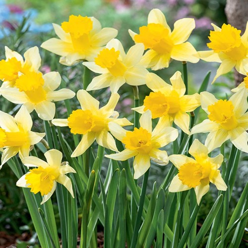 Narcisi bulbi fiori cipolle - narcisi,