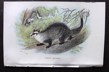 Lloyds - Stampa nativa