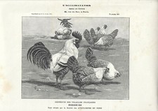 Stampa antica GALLI e GALLINE