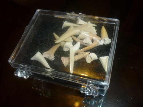 Fossile dente squalo - fossile,