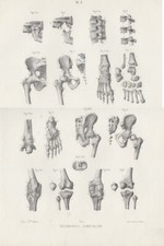 Tavola anatomica Corpo umano
