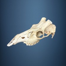 550SKU Teschio di cervo