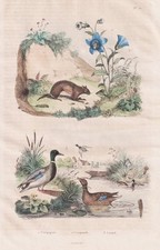 Anatre Ducks Uccello Feldmaus