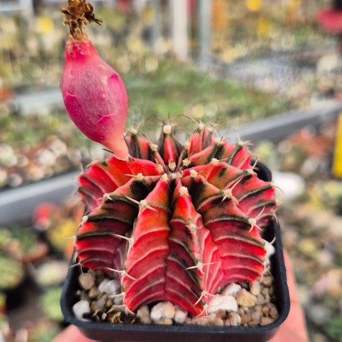 Gymnocalycium friedrichi - , lb