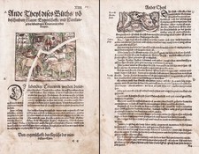 Pferde Kühe cow horse Tiere