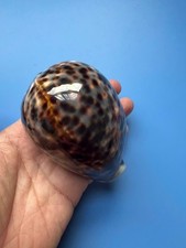 Cypraea tigris - 95,