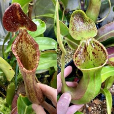 Nepenthes ( Lowii X Boschiana
