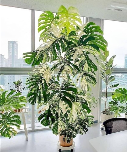 001674a monstera deliciosa - monstera,