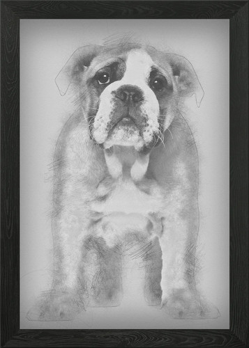 English bulldog puppy - 2, an
