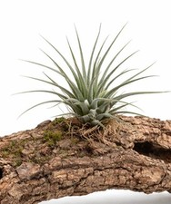 Tillandsia ionantha seeds - tillandsia,