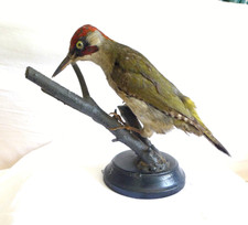 ANTICO UCCELLO IMBALSAMATO WUNDERKAMMER PICCHIO TROFEO CACCIA TASSIDERMIA