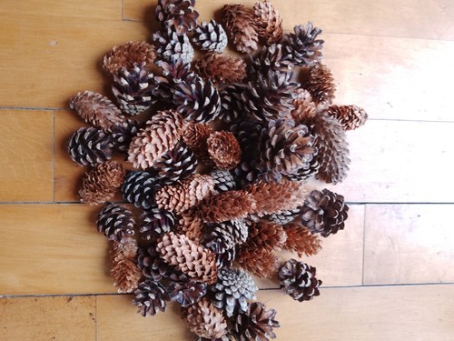 Coni misti pino - 30,