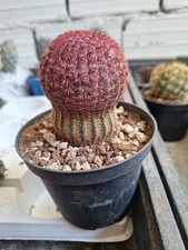 Echinocereus rigidissimus v