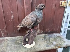 Beautiful taxidermy ornamental