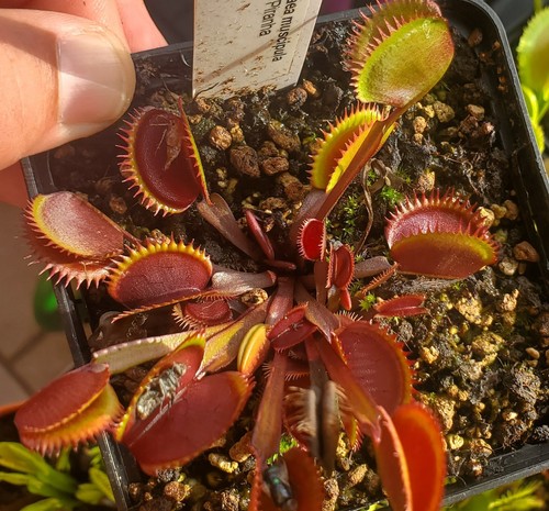 Dionaea muscipula red - dionaea,