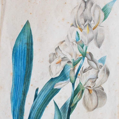 Pierre redouté secondo iris - secondo,