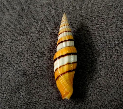 Vexillum filiareginae 60mm gem - vexillum,