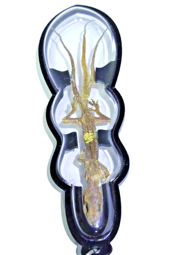 Mystic 3tail thai gecko - thai,