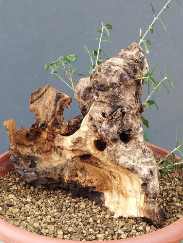 Pre bonsai olivastro - di,