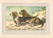 1907 Mahler Dog