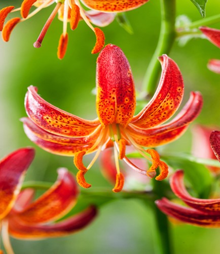Gigli bulbi fiori - fiori, cipolle