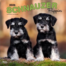 Schnauzer Puppies | Calendario