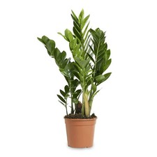 Zamioculcas