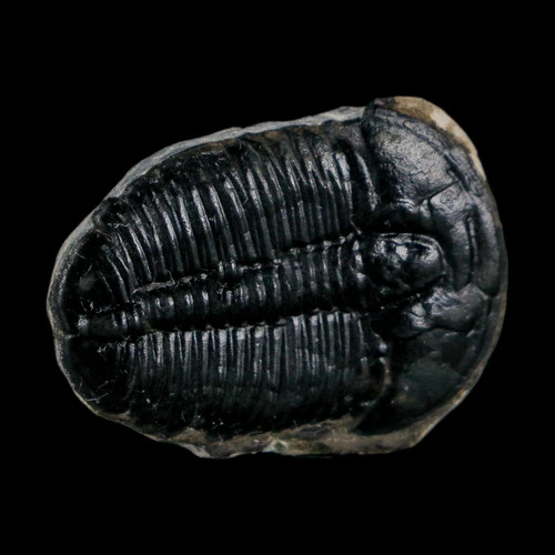 Elrathia kingi trilobite - elrathia,