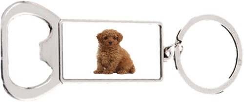 Toy poodle dog pet family - toy,