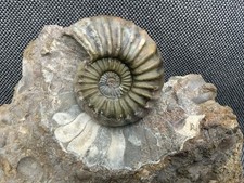 Scunthorpe Ammonite