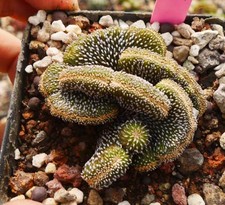 Rare Cacti Geohintonia mexicana Cristata  WYSIWYG Self Rooted Garden Décor