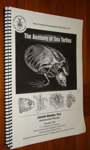 Anatomy sea turtles noaa - sea,