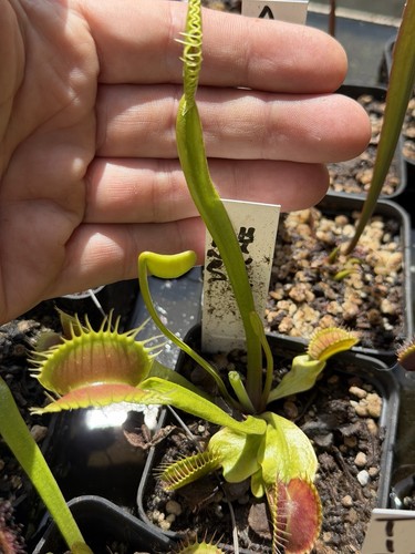 Dionea muscipula king - muscipula, “king
