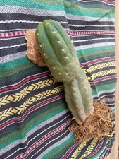 Pachanoi, San🌵Pedro 30cm