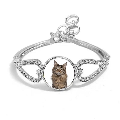 Maine coon cat pet silver - coon,