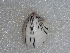 Septaria porcellana unique - porcellana,