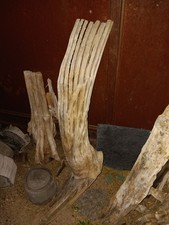 Scheletro braccio Saguaro