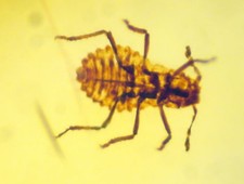 Ambra del Mar Baltico con RARA