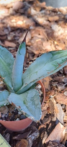 Agave titanota white ice - agave, ice`