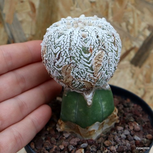 Astrophytum superkabuto