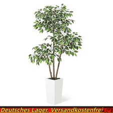 Ficus bianco Benjamin fico