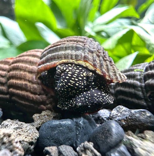 Yellow spotted sulawesi - yellow,