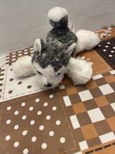 2019 Aurora Siberian Husky