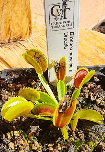 Dionaea muscipula dracula - dionaea,