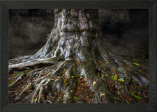 Un antico tronco d'albero