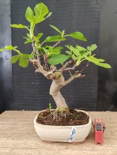 bonsai di fico  h 37 cm visita