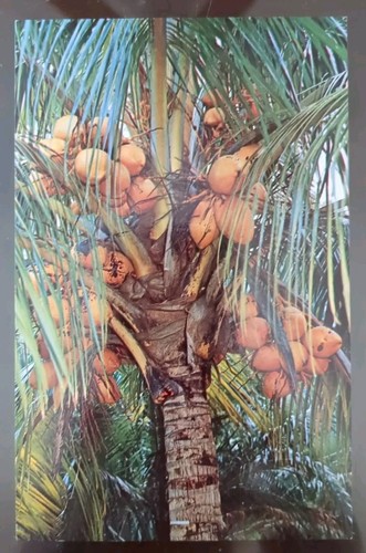 Palme cocco nel - da,