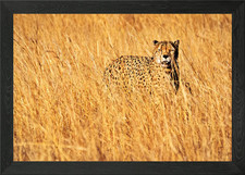 Quadro Stampa su Tela Poster